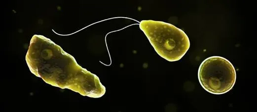 A brain-eating amoeba infected a man in Missouri (DHSS)