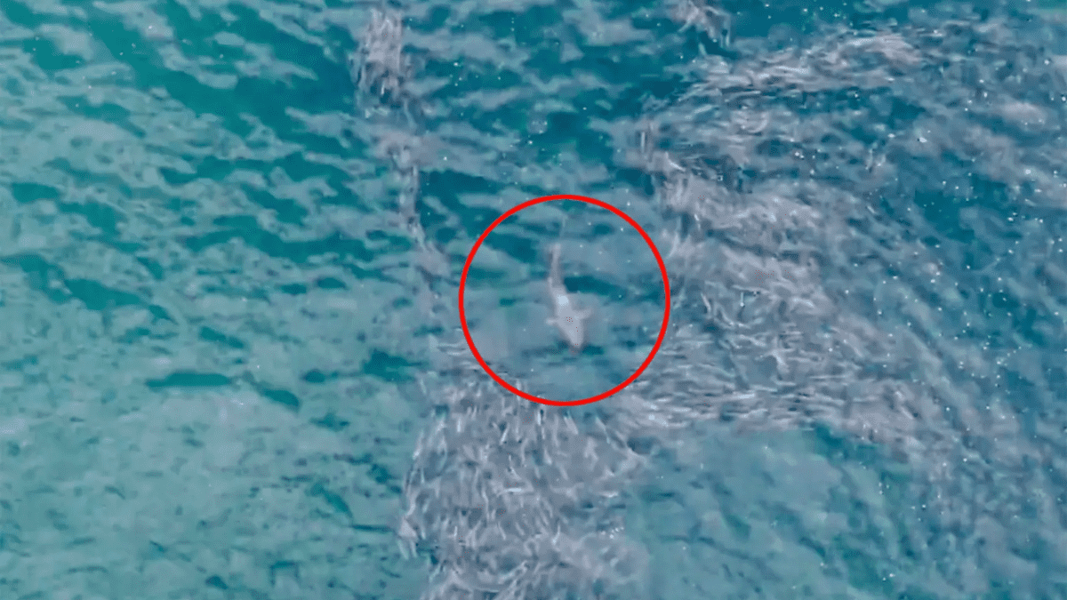 Drone footage taken over Jones Beach recently captured a large shark chasing down a school of fish (Credit: NYS Parks & Rec)