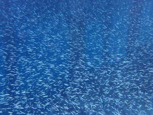 Shoal of Small Fish (Silver Sprat, Spratelloides gracilis) in Maldivian lagoon of Rannalhi island, South Male Atoll, Indian Ocean, Republic of the Maldives.