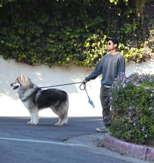 Pax Jolie-Pitt out with his dog in LA (Backgrid)