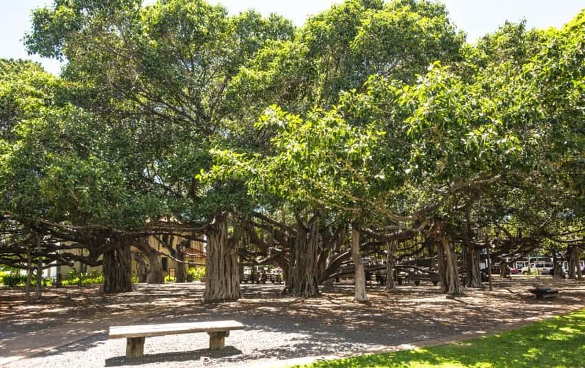 Lahaina Banyan Court Park (Lahaina Town Official Website)
