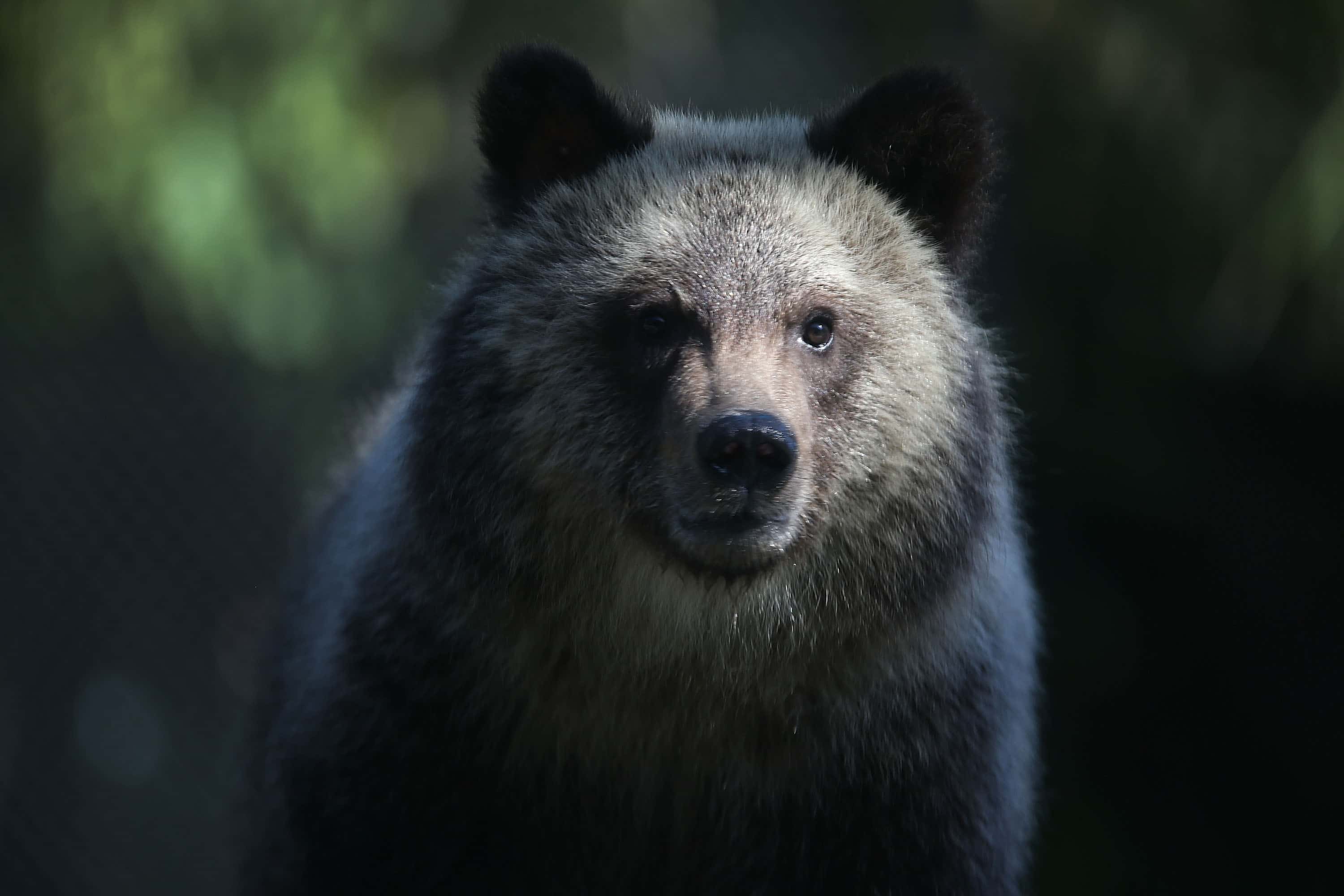 Grizzly bear cub named Juneau stands during her first day out in the public at the Palm Beach Zoo on December 17, 2015 in West Palm Beach, Florida.  The Zoo will host two-orphaned female grizzly bear cubs until their new permanent home in a South Dakota zoo is completed.