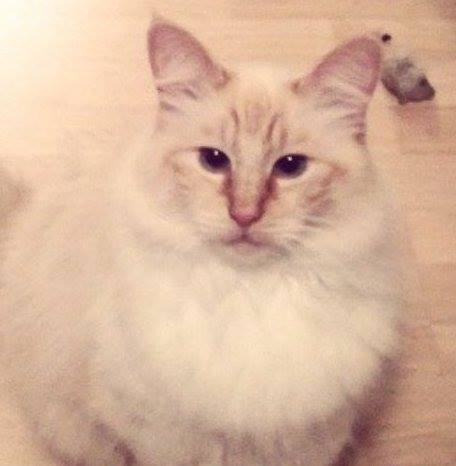 Olly, one of the 13 victims (Source: Facebook)