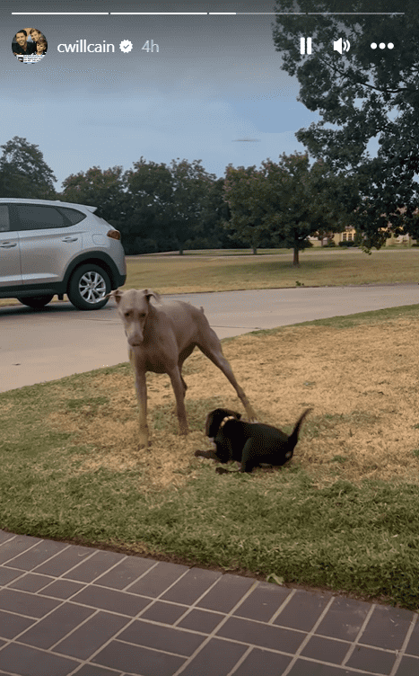 Will Cain had their pets feature on his Instagram story updates for Labor Day weekend (@cwillcain/Instagram)