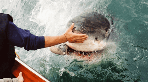 Christian Kemper is captured so close to the average 3,000-pound shark beneath him, that his palms were pressed up against the shark’s snout (mediadrumworld.com/@chriskemper2)