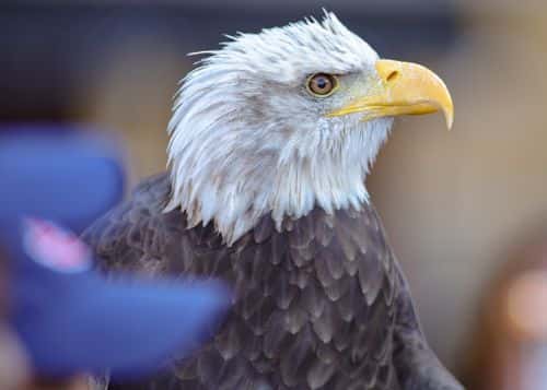 An Auburn Raptor Center bald eagle prepares for a pregame flight before kickoff between the Auburn Tigers and LSU Tigers at Jordan-Hare Stadium on October 1, 2022 in Auburn, Alabama.