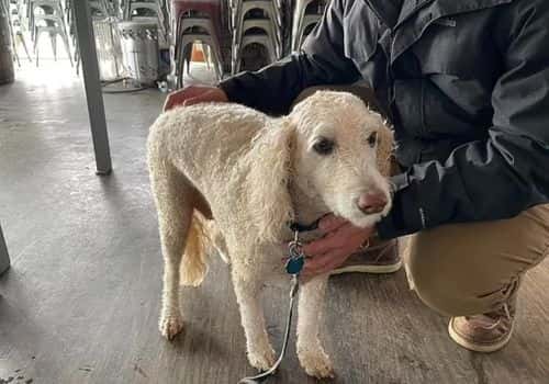 (Dickinson County Sheriff's Office/Facebook)