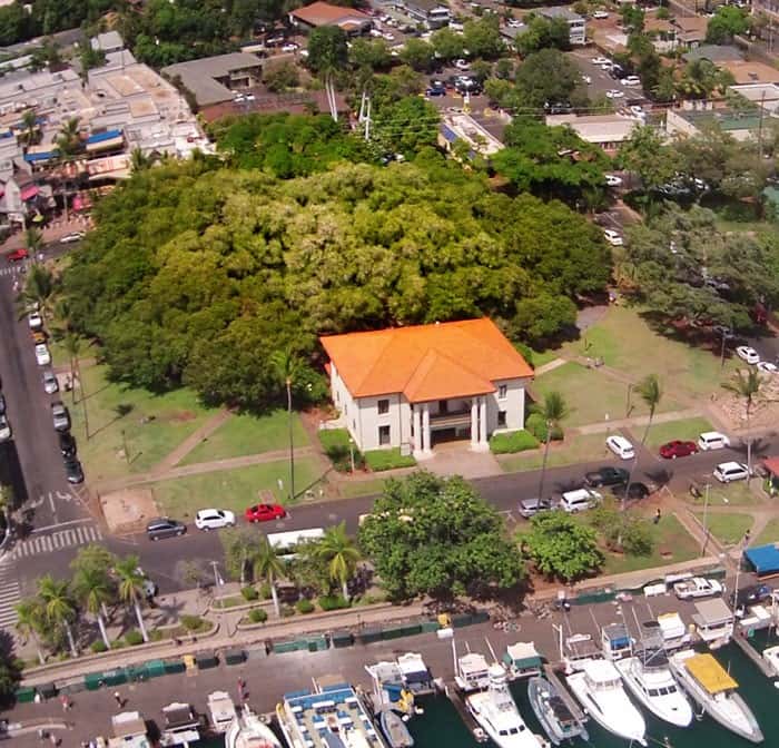 The Lahaina Banyan Tree turned 150 years old on April 24, 2023 (Lahaina Town Official Website)