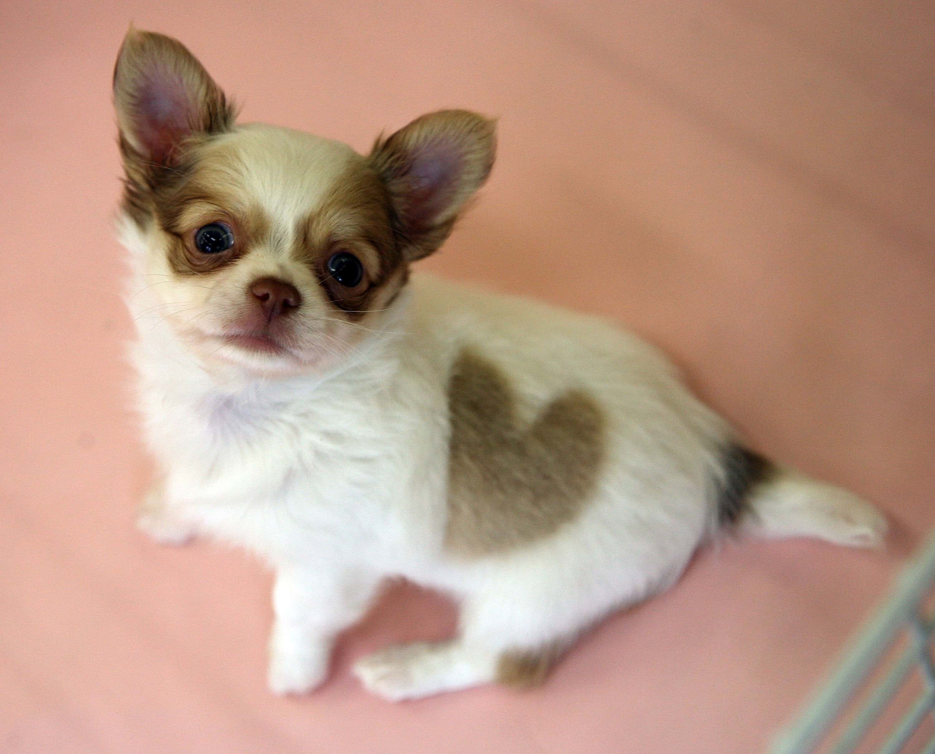 A chihuahua puppy poses at Pucchin Dog's shop on July 11, 2007 in Akita prefecture, Japan. The chihuahua was born with a perfect heart-shaped marking on his back. Shop owner Emiko Sakurada has no plans to sell the puppy, which has been named