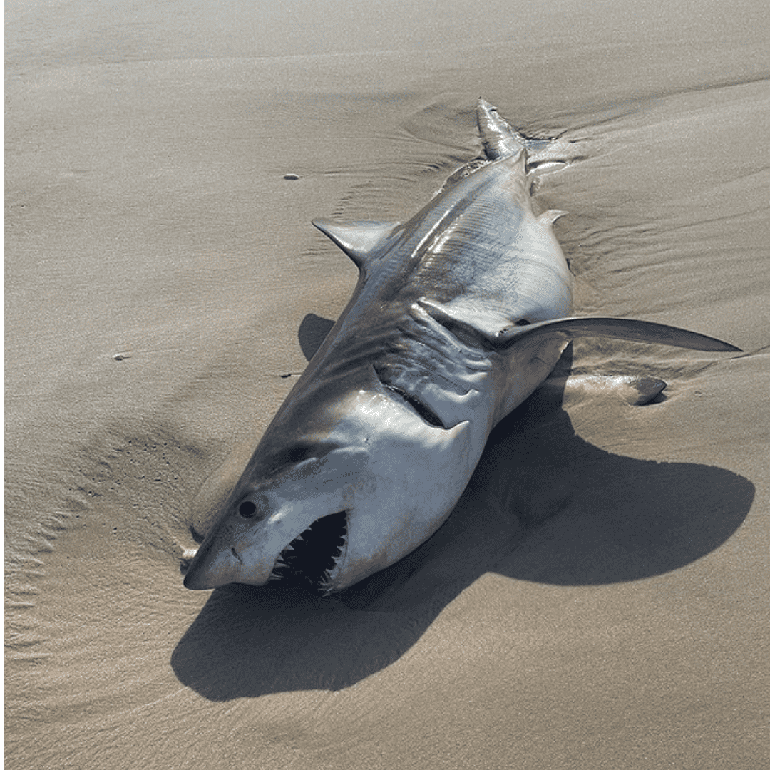The body of a juvenile Great White Shark washed up on a Long Island beach Wednesday, July 20 (Credit: Quogue Village Police Department)