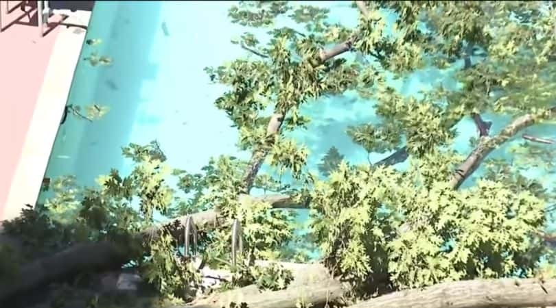 Donna Douglas was killed when a tree fell on her while she was in the pool at her Bronx apartment building on August 15, 2022 (Screenshot/YouTube@CBS NewYork)