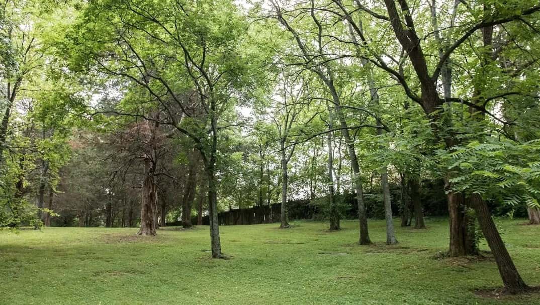 The adjoining woods on the 2.4 acres of the Nashville property (Action Homes)