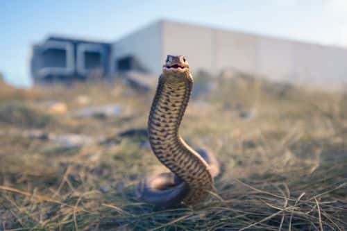 Wild and highly venomous eastern brown snake in industrial wasteland advancing towards camera with mouth open
