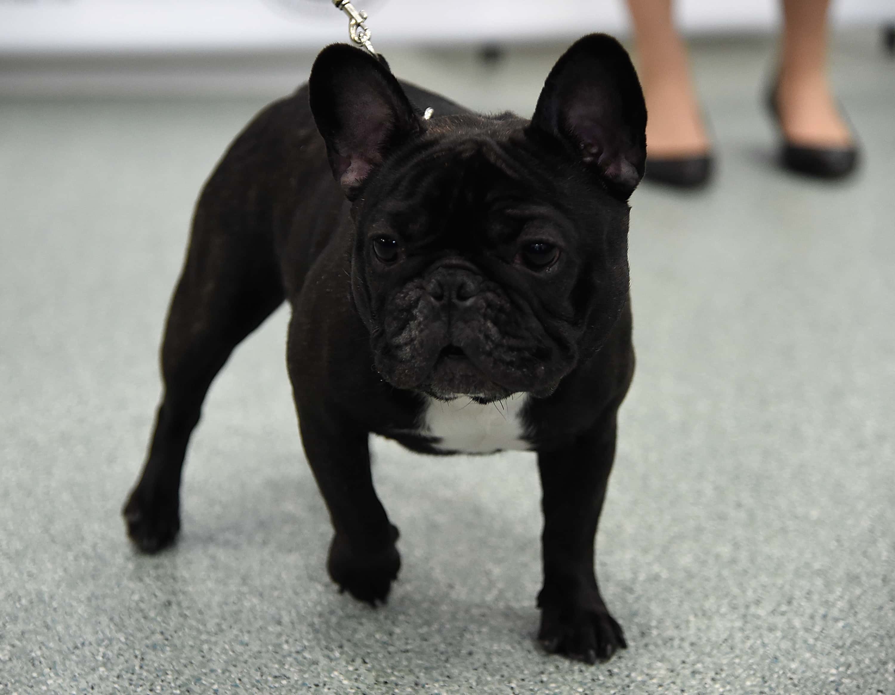 A French Bulldog, the 6th most popular breed of 2016, is shown at The American Kennel Club Reveals The Most Popular Dog Breeds Of 2016 at AKC Canine Retreat on March 21, 2017 in New York City.