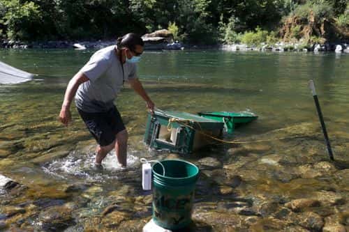 Gilbert Myers, a fisheries technician with the Yurok Fisheries Department, pulls fish traps out of the Klamath River on June 09, 2021 in Weitchpec, California. The Yurok Tribal Fisheries Department has been monitoring a drought-caused fishkill of juvenile salmon brought on by an outbreak of Ceratonova shasta (C. Shasta) along the Klamath River. Due to the extreme drought, water flows on the Klamath River have dropped considerably since the beginning of the year causing the river to flow slower and the water temperature to rise, an environment that C. Shasta thrives in. Yurok Tribal officials expect C. Shasta to kill off nearly all of the juvenile Chinook salmon in the Klamath River which will not only negatively impact fish production, but also the Yurok Tribe, California’s largest federally recognized tribe, whose culture, ceremonies and traditions are linked to the annual fish runs.