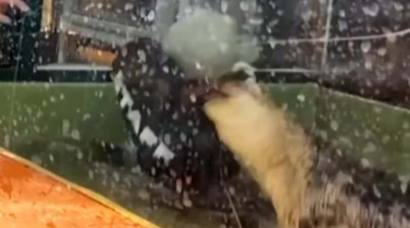 Lyndsey was attacked by the alligator (Screenshot/YouTube@Inside Edition)