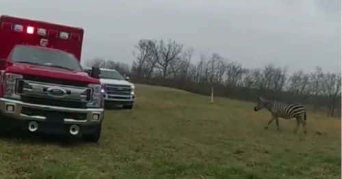 Ronald Clifton, 71, was attacked by a zebra (Pickaway County Sherriff's Office)