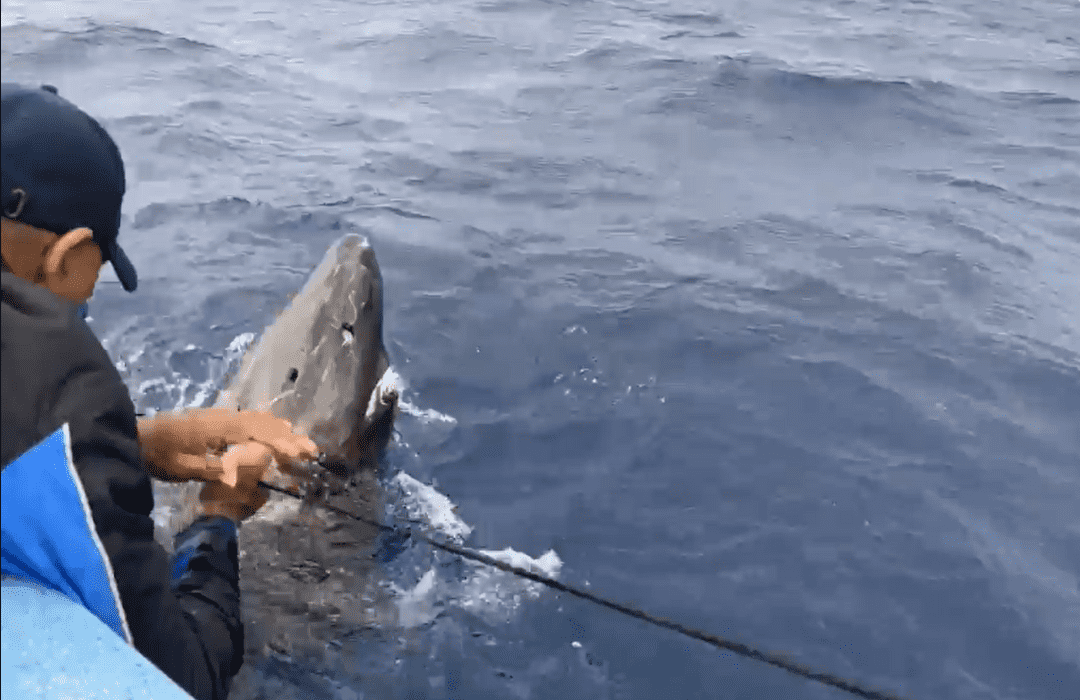 Researchers believe these sharks do not reach sexual maturity until well after their first 100 years of life (credit: Screenshot/ Marine Biology)