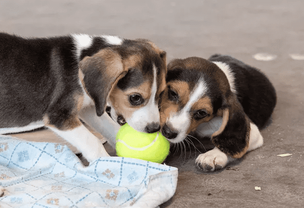 PICTURE CREDIT: MEREDITH LEE/THE HSUS