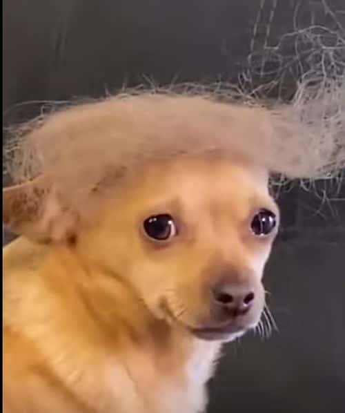 In this TikTok video, the dog got a new funky hairstyle from its owner