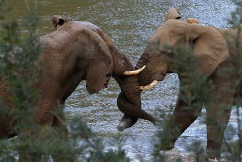 Elephants embrace in the Luvuvhu river at the Pafuri game reserve on July 22, 2010 in Kruger National Park, South Africa. Kruger National Park is one of the largest game reserves in South Africa spanning 19,000 square kilometres and is part of the Great Limpopo Transfrontier Park.