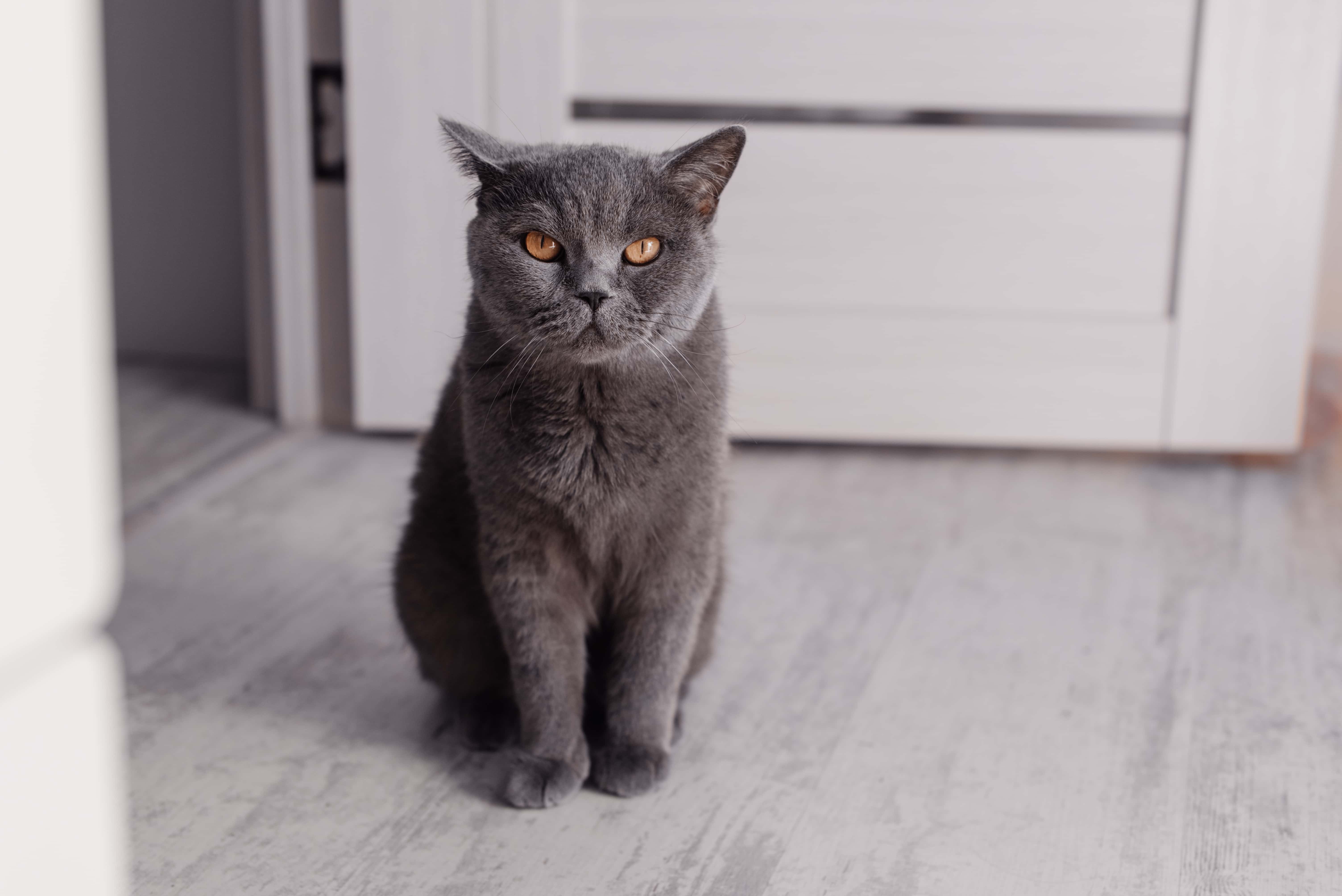 Noble proud cat lying on window sill. The British Shorthair with blue gray fur.