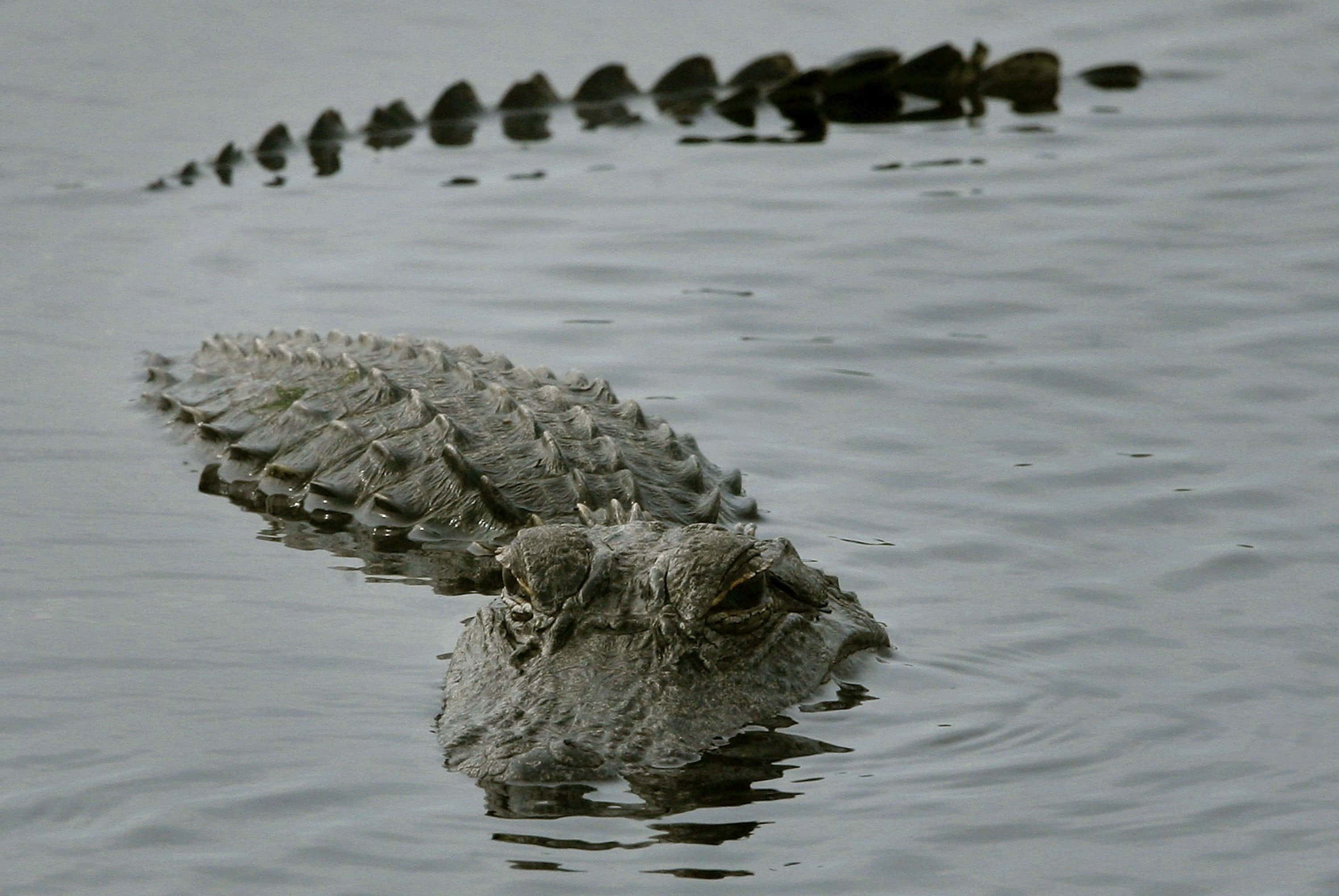 An aligator surfaces in a pond near located near the Space Shuttle Discovery as it sits on launch pad 39b at Kennedy Space Center December 8, 2006 in Cape Canaveral, Florida. NASA will attempt another nighttime shuttle launch December 19 after scrubbing  after the first due to excessive cloud cover.