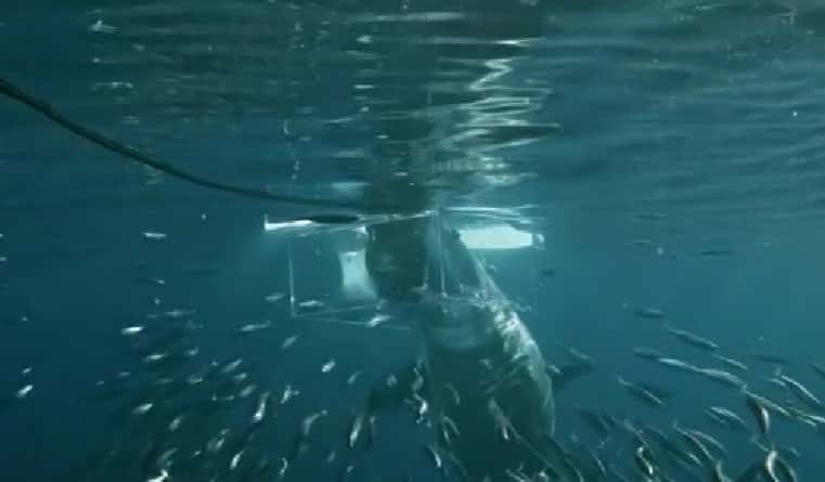 The great white shark attacked the expert diver Jimi Parrington ( Screenshot/CNN)