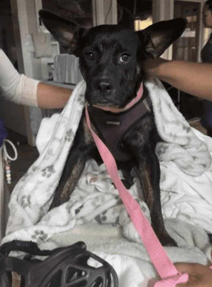 (Maui Humane Society)