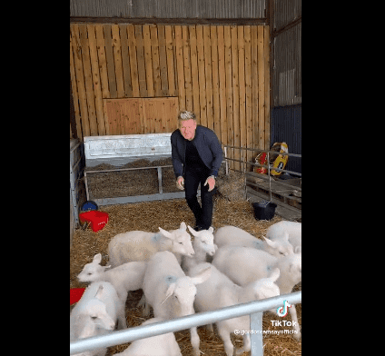 @Gordon Ramsay/TikTok