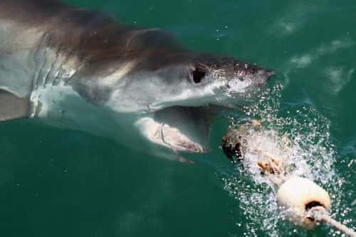 A Great White Shark is attracted by a lure on the 'Shark Lady Adventure Tour' on October 19, 2009 in Gansbaai, South Africa. The lure, usually a tuna head, is attached to a buoy and thrown into the water in front of the cage with the divers. The waters off Gansbaai are the best place in the world to see Great White Sharks, due to the abundance of prey such as seals and penguins which live and breed on Dyer Island, which lies 8km from the mainland.