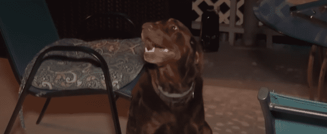 Cindy and Ron Ecklund's pet labrador, Tucker (WIVBTV/YouTube)