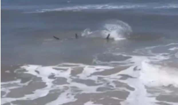 The sharks were spotted prowling close to the Neptune Beach shore in Florida (Screenshot via News4jax.com)