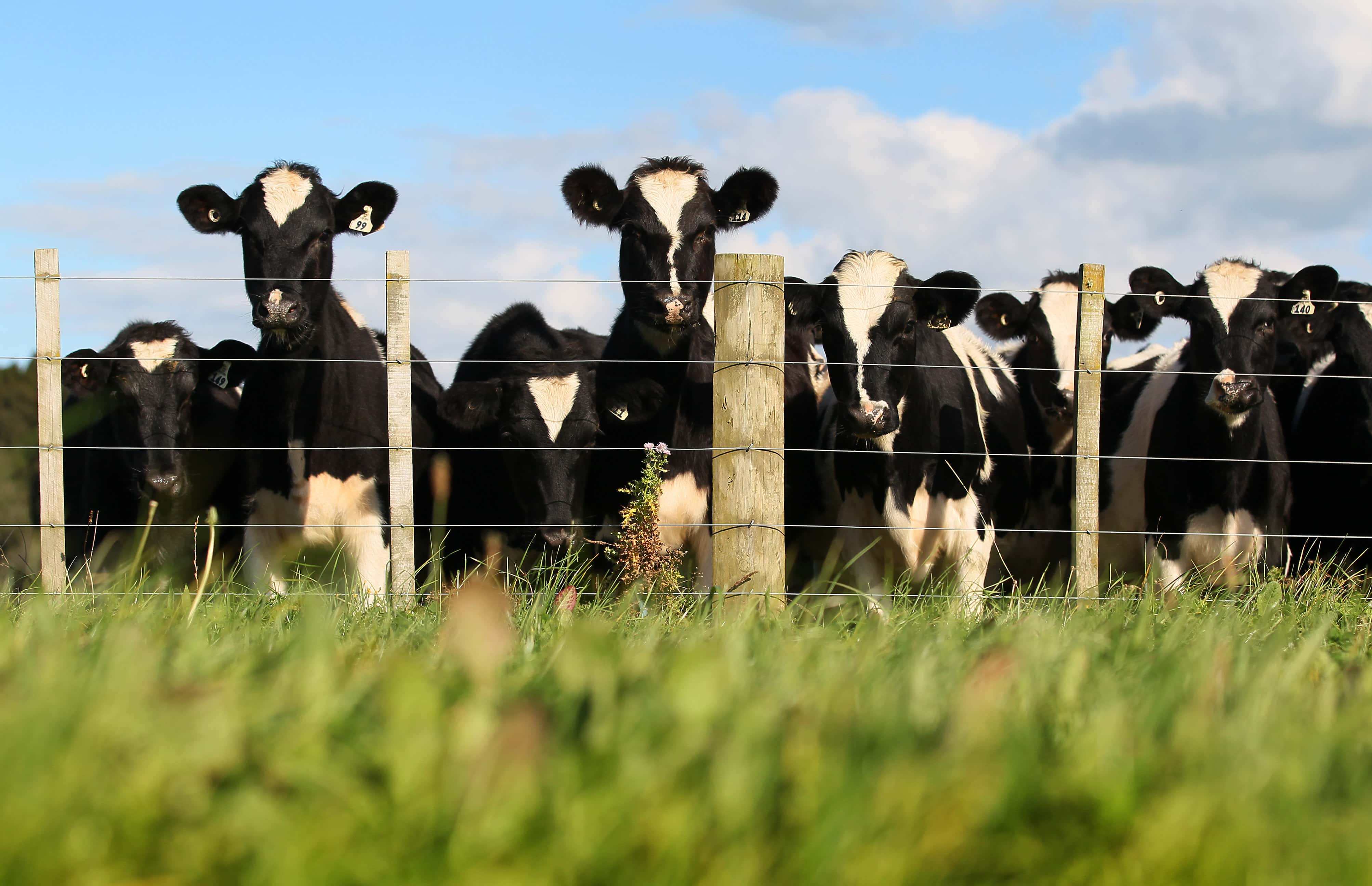 A herd of cows are seen through the lush green grass at a dairy farm on April 18, 2012 in Morrinsville, New Zealand. Raw milk sales are growing as more people are educating themselves on what they believe healthy food is.