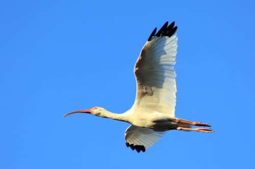 An American white ibis sits in a tree at the Wakodahatchee Wetlands on November 4, 2021 in Delray Beach, Florida.