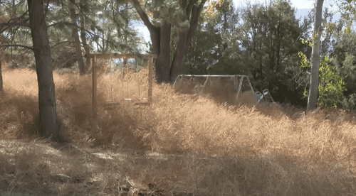 Strong winds caused tumbleweeds to overtake Marlies Gross' residence in Fountain, Colorado over the weekend. (
KRDO NewsChannel 13/Youtube)