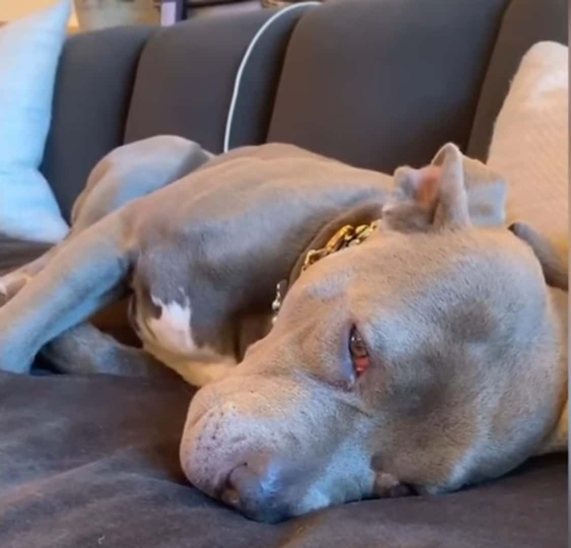 Justin Theroux's Pitbull pup Kuma (justintheroux/Instagram)