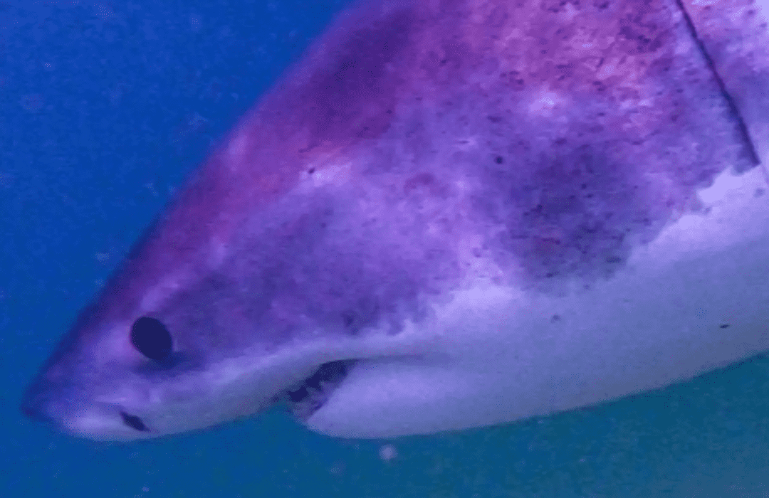 A beast, known as Kendal, was also spotted on July 13 (Credit: Atlantic White Shark Conservancy Sharktivity App)