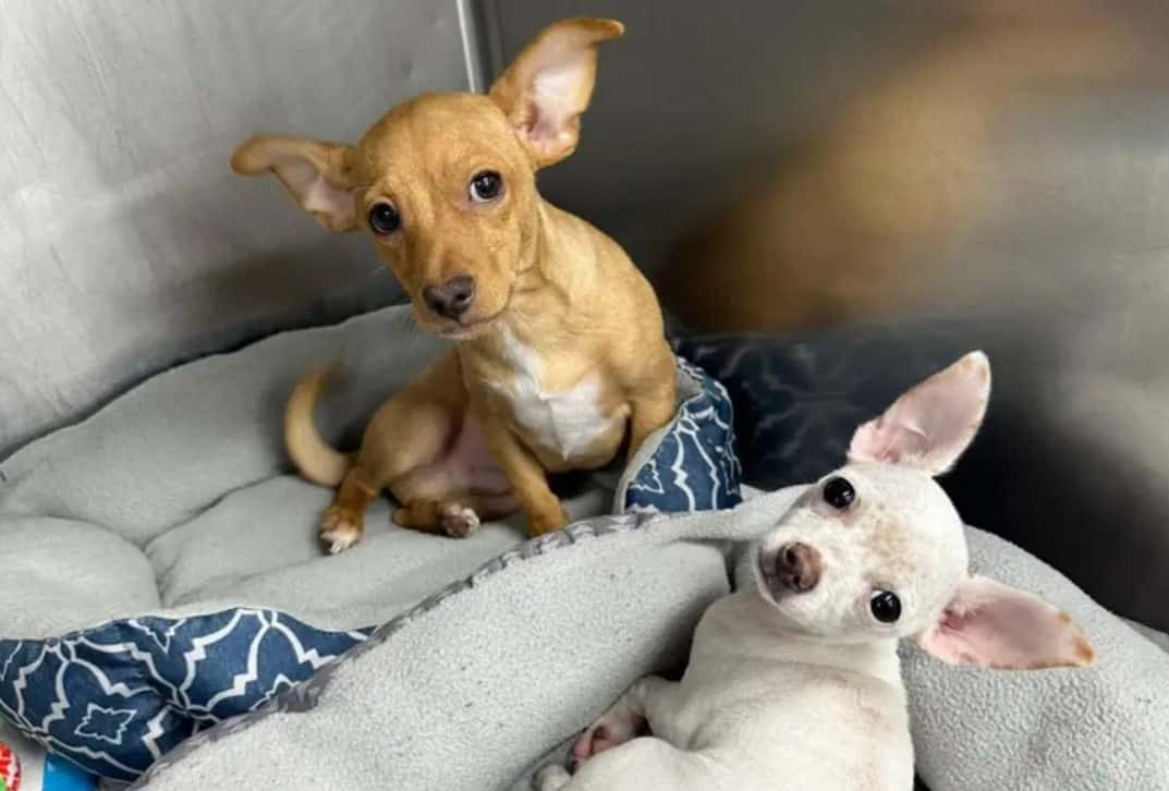 Two 15-week-old puppies Freddy and Tonto were&nbsp;overdosed on cocaine and&nbsp;brought back to life using Narcan (SPCA Serving Suffolk County)