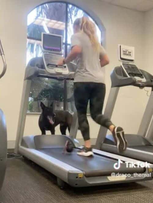 In the viral TikTok video , it can be seen that Draco has been playing with a ball while his owner is on the treadmill (TikTok)