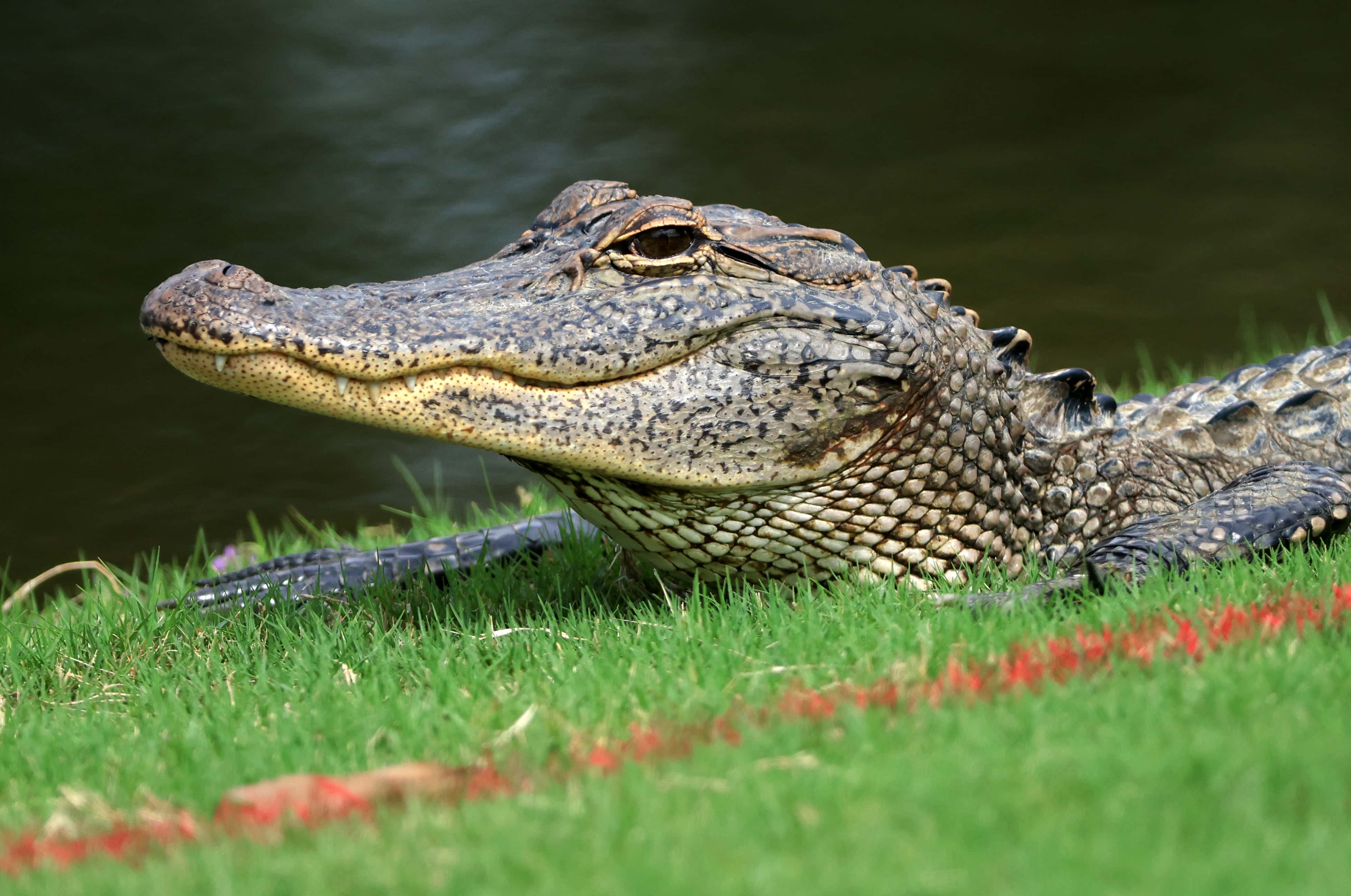 An alligator is seen on the course during round one of the Sanderson Farms Championship at Country Club of Jackson on September 30, 2021 in Jackson, Mississippi.