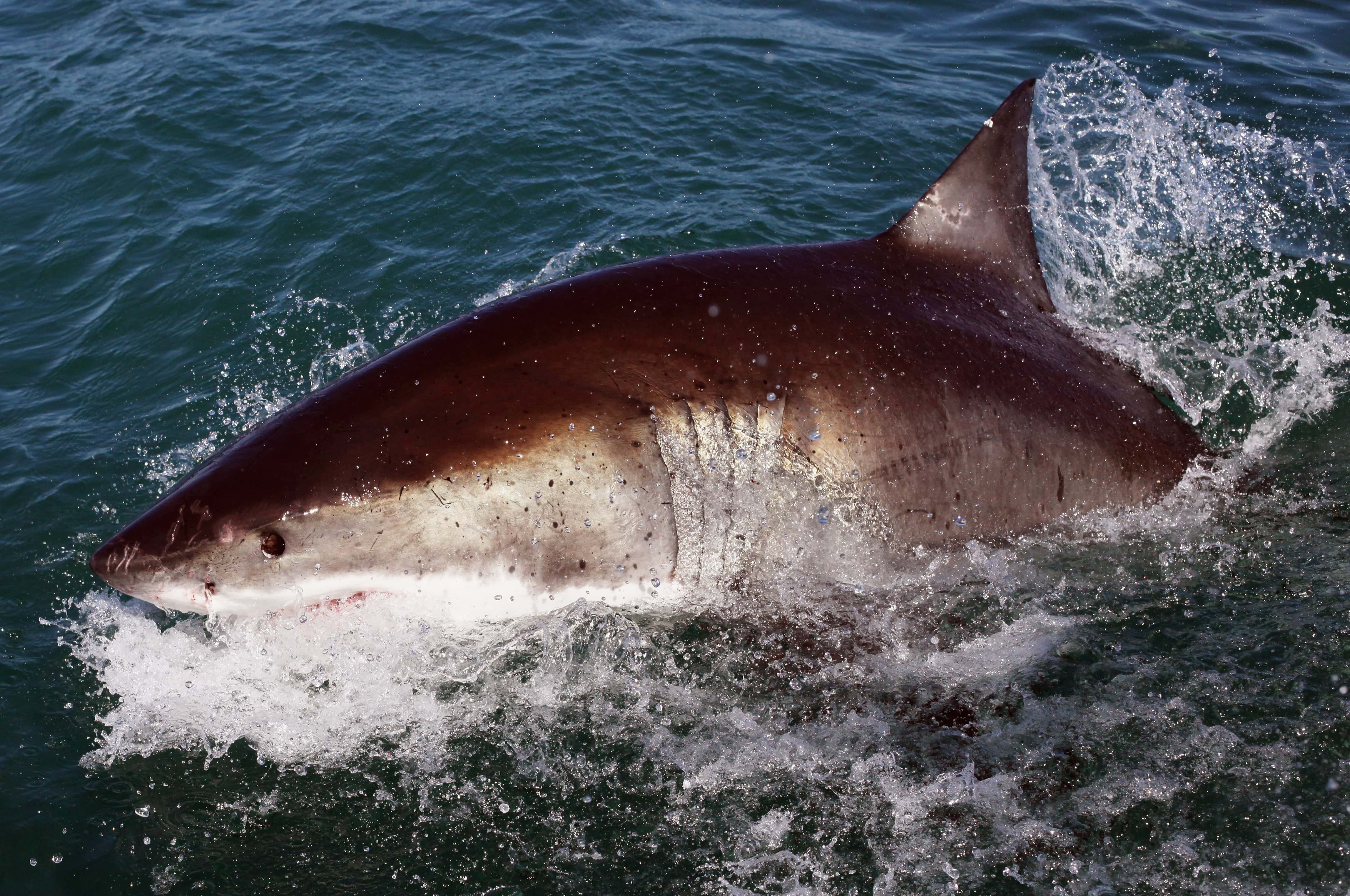 A Great White Shark is attracted by a lure on the 'Shark Lady Adventure Tour' on October 19, 2009 in Gansbaai, South Africa. The lure, usually a tuna head, is attached to a buoy and thrown into the water in front of the cage with the divers. The waters off Gansbaai are the best place in the world to see Great White Sharks, due to the abundance of prey such as seals and penguins which live and breed on Dyer Island, which lies 8km from the mainland.