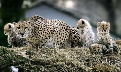 Four new cheetah cubs, born November 23, 2004, gather near their mother Tumai during a preview showing at the National Zoo February 4, 2005 in Washington DC. The four cheetah cubs, each of which currently weighs about 10 pounds, will go on public display February 5th.