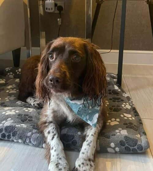 (Chamberlain Communications/Facebook)