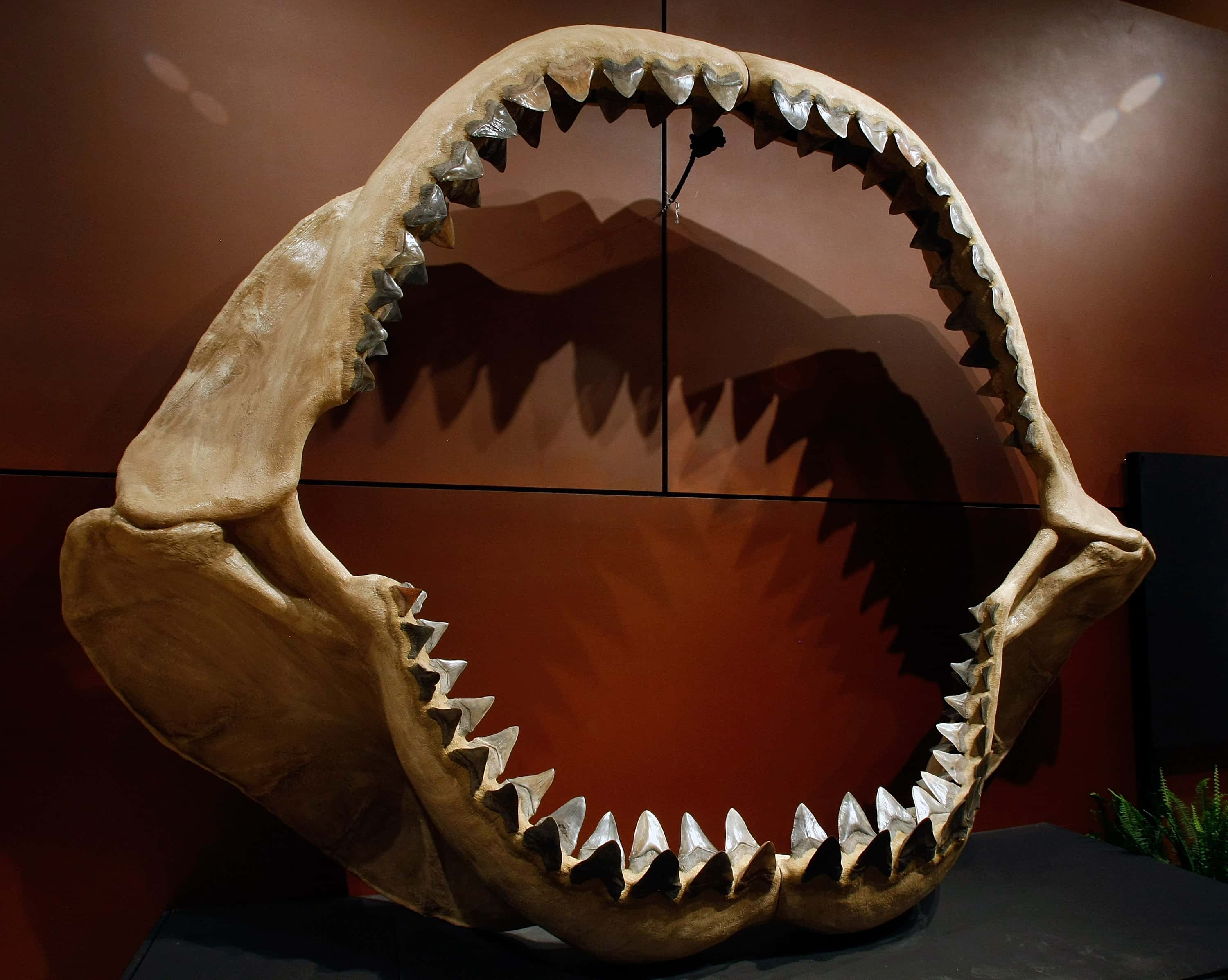 One of the world's largest set of shark jaws comprised of about 180 fossil teeth from the prehistoric species, Carcharocles megalodon, which grew to the size of a school bus, is displayed at the Venetian Resort Hotel Casino September 30, 2009 in Las Vegas, Nevada. Auctioneers Bonhams & Butterfields hope the fossil will fetch about USD 900,000-1.2 million when it is auctioned off on October 3 at the Venetian as part of their Natural History auction. The centerpiece of the lot of 50 fossils being auctioned is a 66-million-year-old Tyrannosaurus rex skeleton dubbed