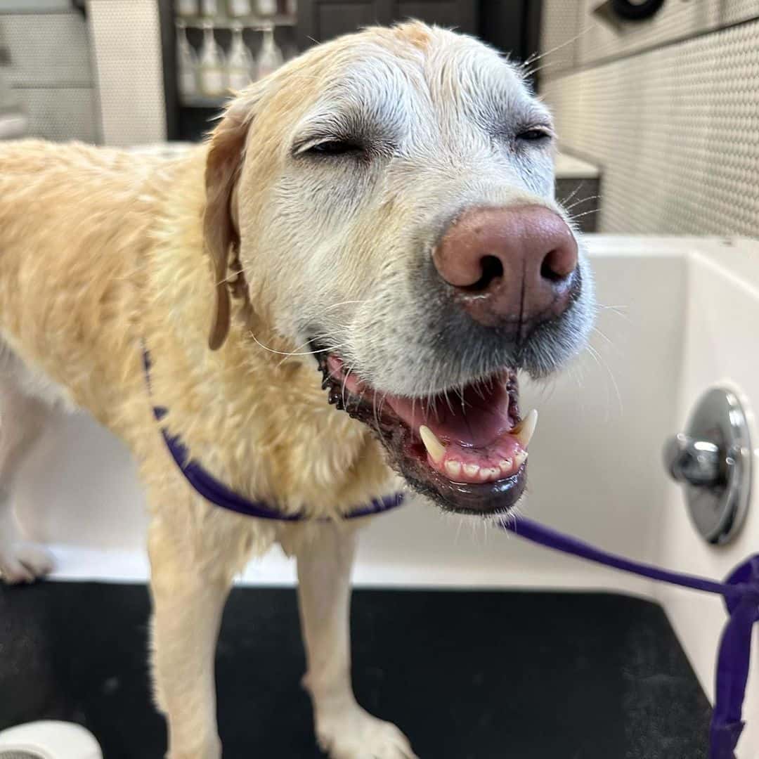 Fans flooded 'The Five' host Katie Pavlich's comments with photos of their pet after she shared snaps of her dog Gadsden (@katiepavlich/Instagram)