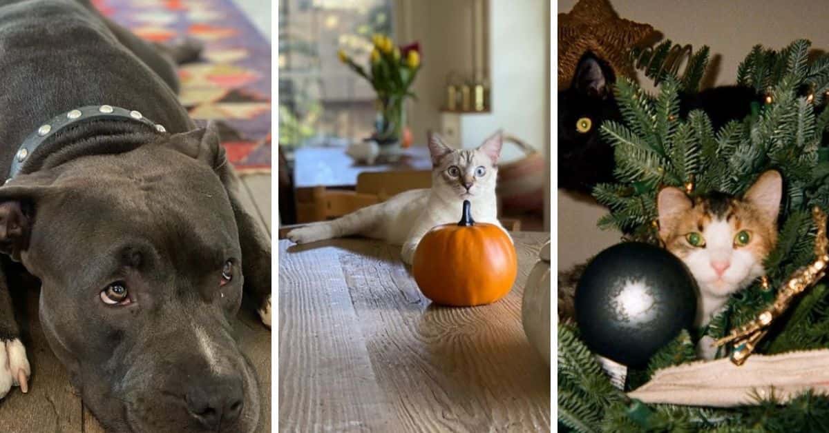 Caterina Scorsone's four pets (@caterinascorsone/Instagram)