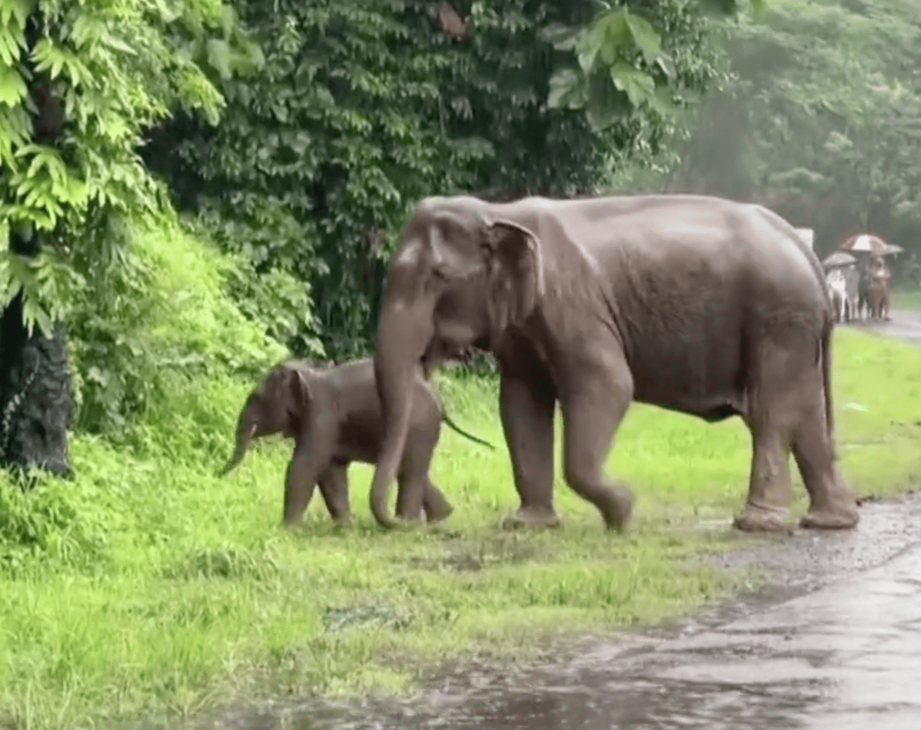 Fortunately, the mother elephant woke up with the vets and park rangers fleeing the scene to let the jumbos reunite (Twitter)