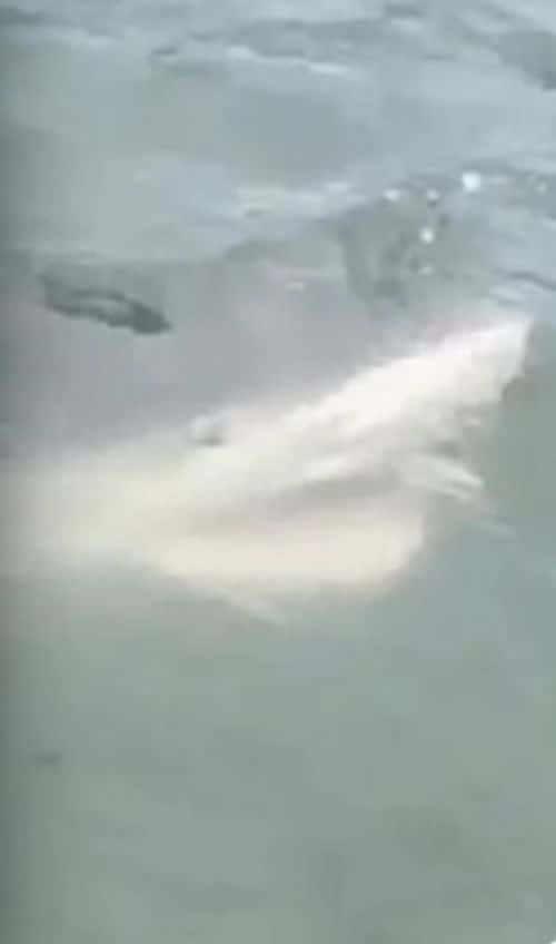 (Facebook/Tigers Fishing Tips)