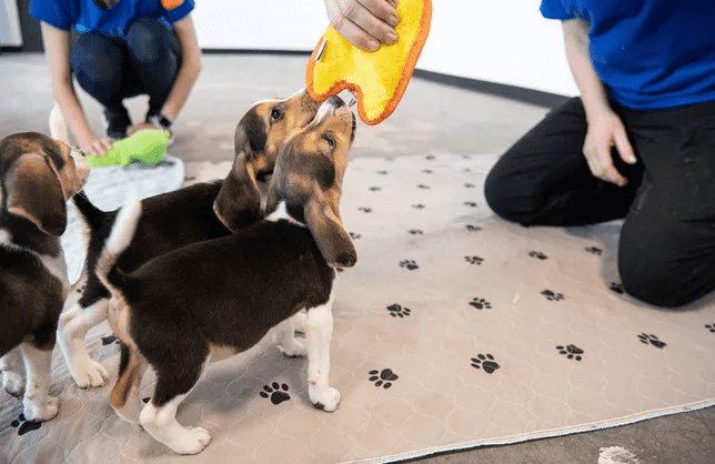 Picture credit: MEREDITH LEE/THE HSUS